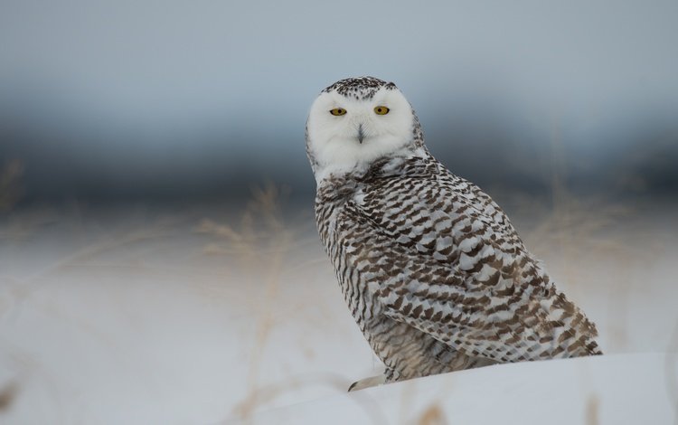 сова, снег, птица, полярная сова, белая сова, owl, snow, bird, snowy owl, white owl