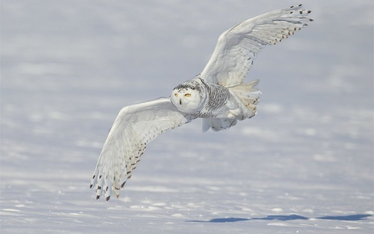 снег, зима, крылья, полярная сова, белая сова, snow, winter, wings, snowy owl, white owl