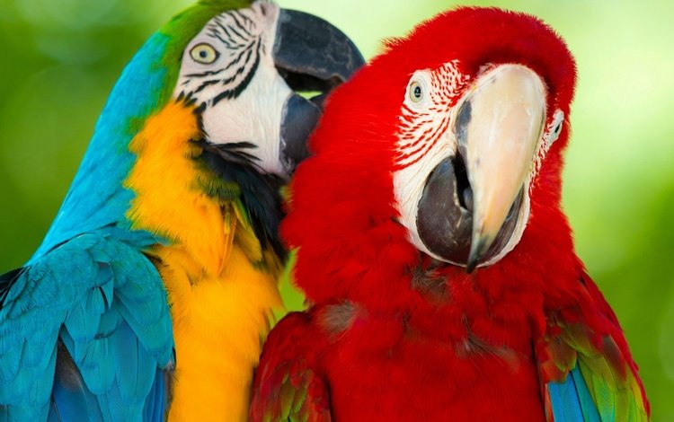 птицы, парочка, ара, попугаи, зеленокрылый ара, сине-жёлтый ара, birds, a couple, ara, parrots, green-winged macaw, blue-and-yellow macaw