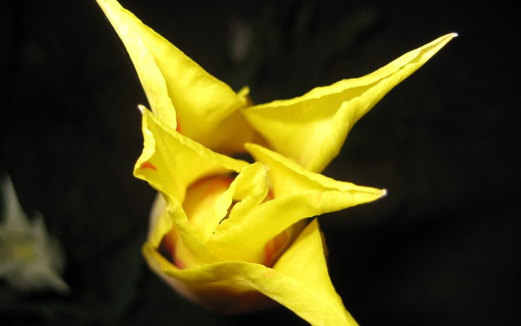 желтый, цветок, бутон, тюльпан, yellow, flower, bud, tulip
