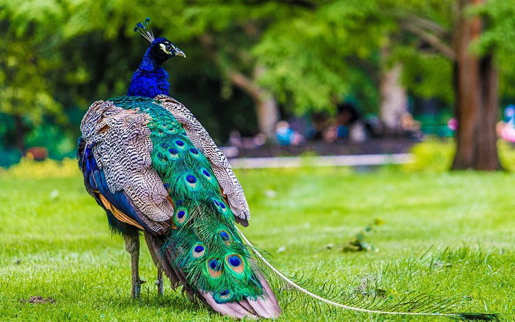 крылья, красота, птица, павлин, хвост, wings, beauty, bird, peacock, tail
