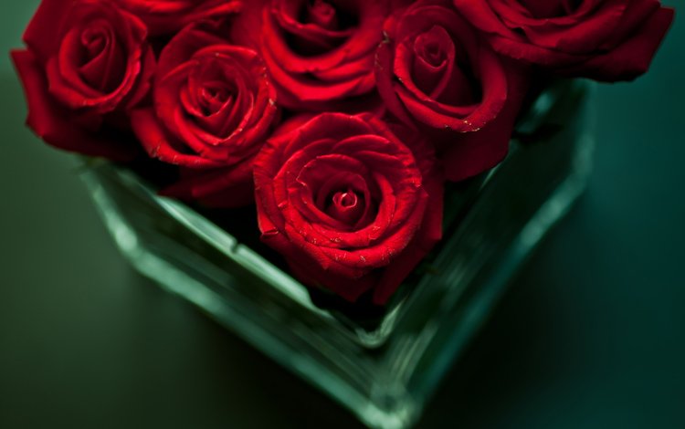 цветы, розы, красные, букет, ваза, flowers, roses, red, bouquet, vase