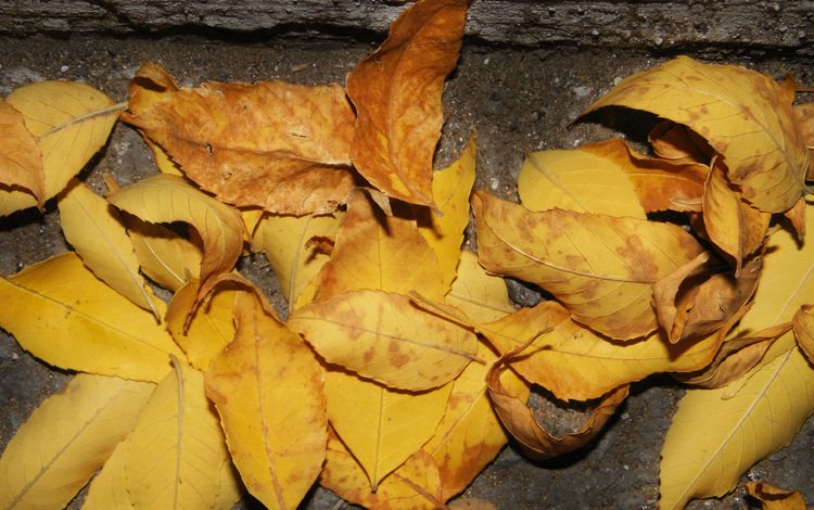 листья, осень, асфальт, leaves, autumn, asphalt