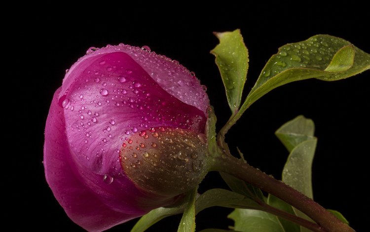 цветок, капли, бутон, темный фон, розовый, flower, drops, bud, the dark background, pink