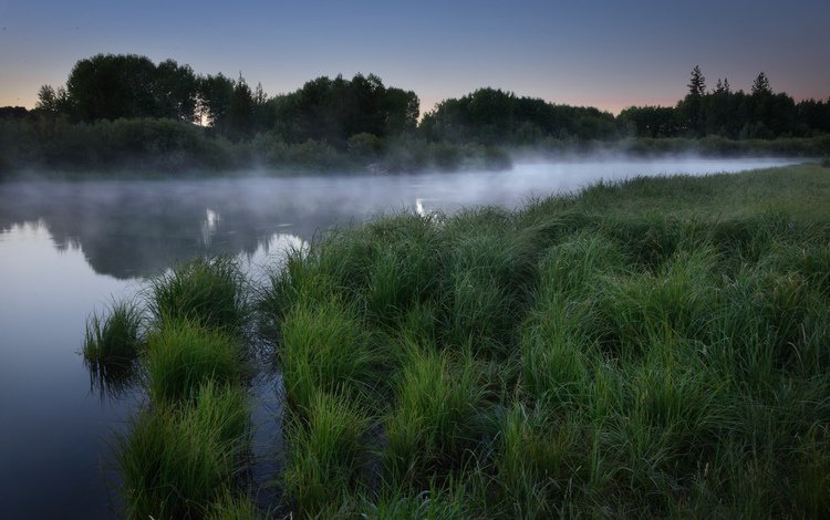 трава, озеро, лес, утро, туман, рассвет, grass, lake, forest, morning, fog, dawn
