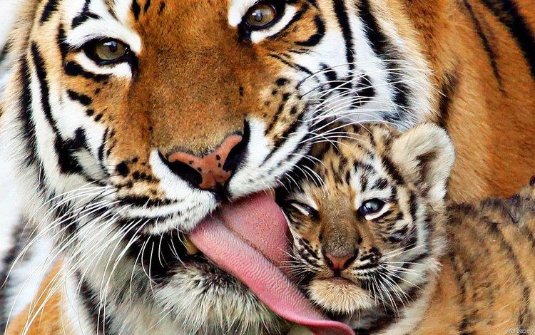 тигр, любовь, кошки, тигренок, хищники, позитив, материнская, tiger, love, cats, predators, positive, maternal