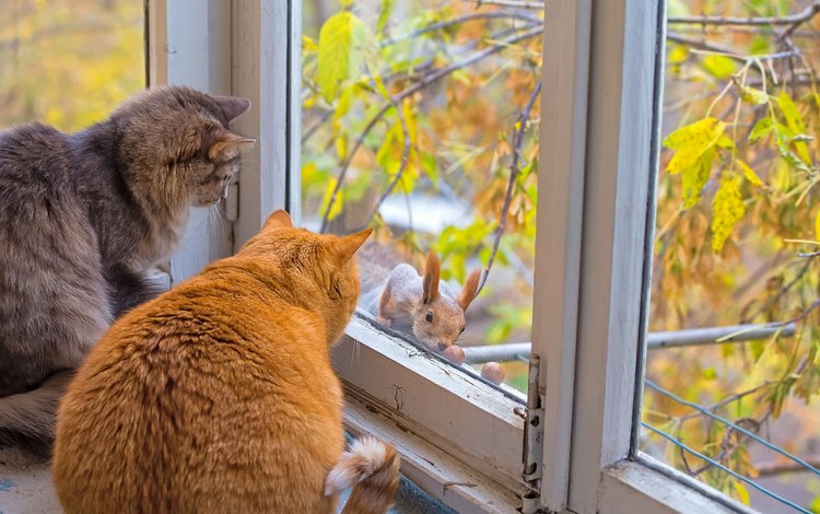 осень, коты, окно, кошки, белка, autumn, cats, window, protein