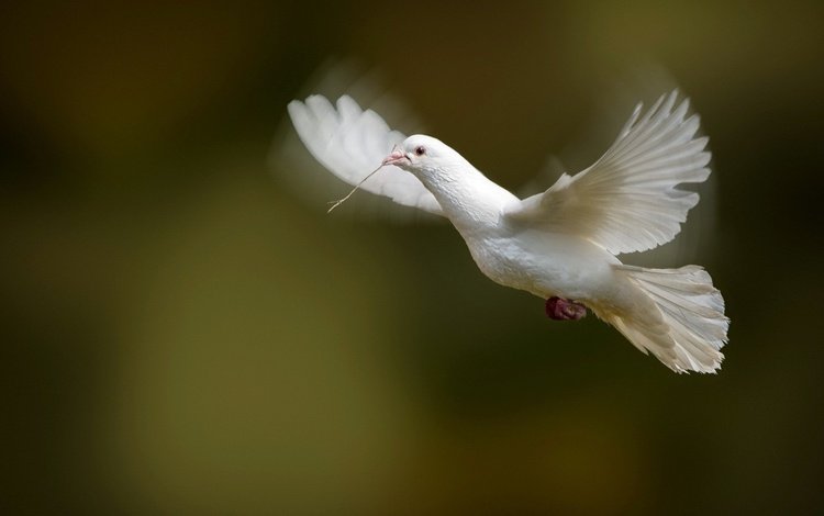 полет, белый, голубь, летит, flight, white, dove, flies