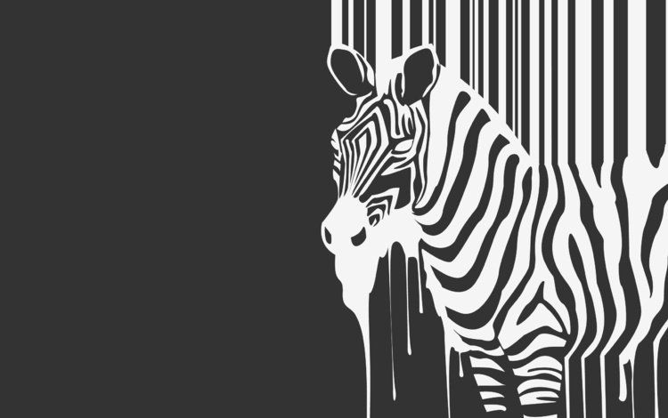 зебра, животное, ч.б., zebra, animal, h. b.