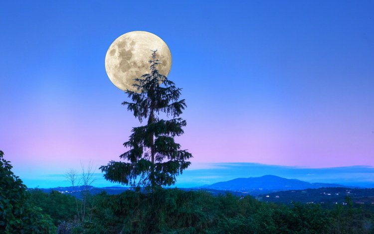 деревья, вечер, лес, луна, сумерки, trees, the evening, forest, the moon, twilight