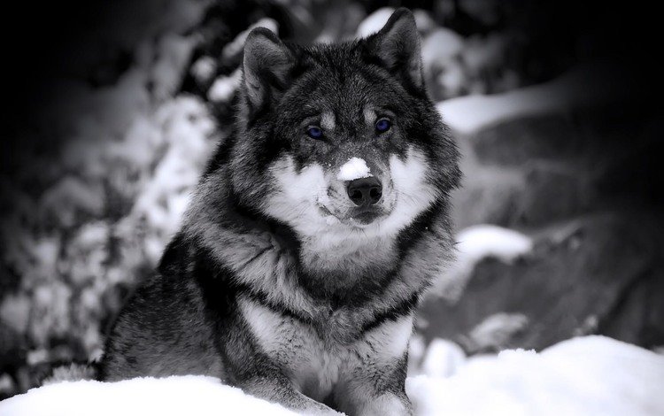 снег, волк, в, snow, wolf, in