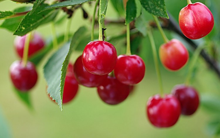 ветка, спелая, ягоды, вишня, красная вишня на веточке, ягоды спелой вишни на кусту, алая вишня, branch, ripe, berries, cherry, red cherry on a branch, berries ripe cherry on a bush, scarlet cherry