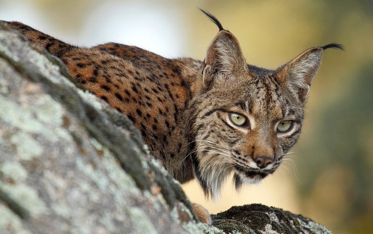 ветка, рысь, хищник на охоте, branch, lynx, predator hunting