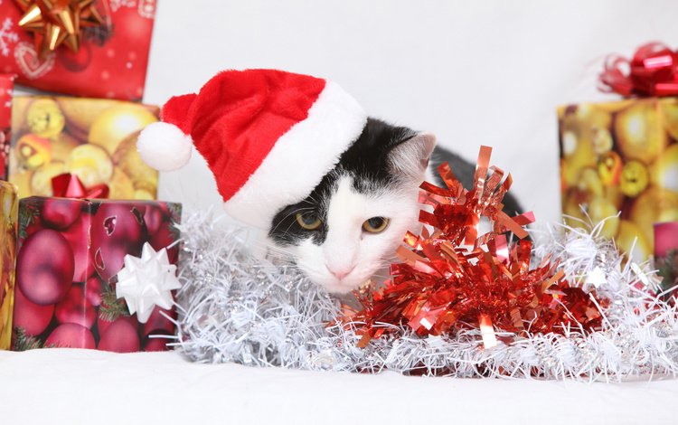 новый год, кот, кошка, подарки, котенок, колпак, коробки, мишура, new year, cat, gifts, kitty, cap, box, tinsel