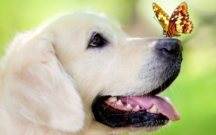 бабочка, собака, сидит, нежность, на, добрая, носу у белого пса, butterfly, dog, sitting, tenderness, on, good, nose white dog