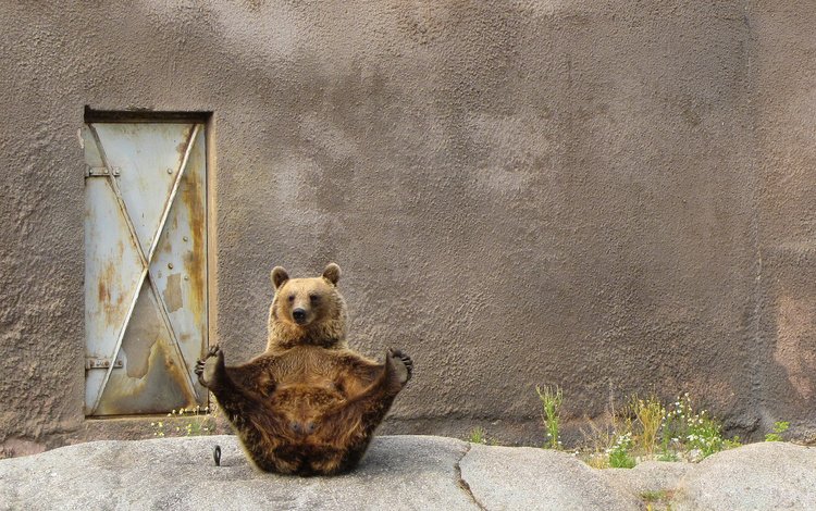 фон, поза, лапы, стена, медведь, дверь, background, pose, paws, wall, bear, the door