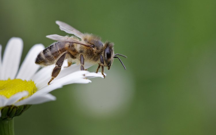 насекомое, крылья, ромашка, пчела, пыльца, пчелка сидит на ромашке, пчела собирает нектар, insect, wings, daisy, bee, pollen, bee sitting on camomile, a bee collects nectar