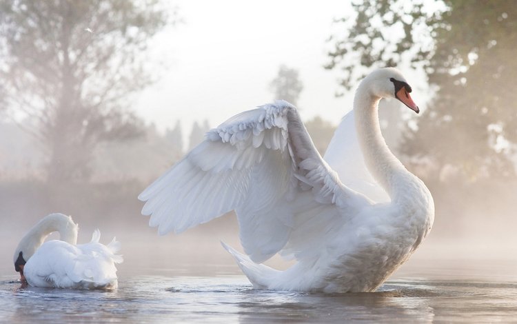 крылья, птица, белые, большие, лебедь, красивая, расправил, грациозность, wings, bird, white, large, swan, beautiful, spread, grace