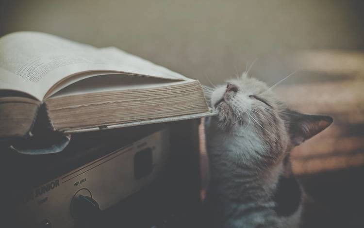 кот, ласкается, об, книжку, cat, fondled, about, book