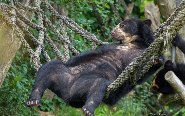 медведь, отдых, гамак, расслабон, очковый медведь, bear, stay, hammock, chill, spectacled bear