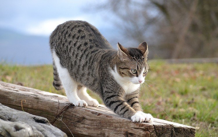 кошка, на, потягивается, бревне, cat, on, stretching, log