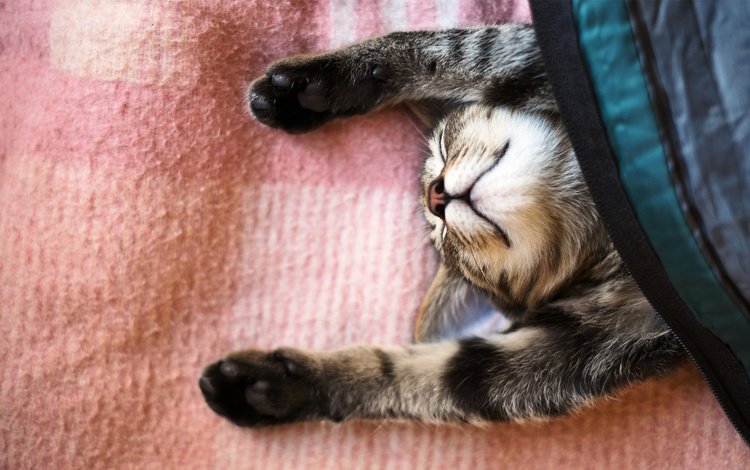 кот, лапы, кошка, сон, спит, покрывало, cat, paws, sleep, sleeping, blanket
