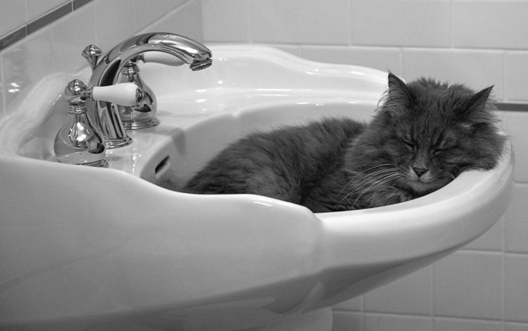 кошка, спит, раковина, cat, sleeping, sink