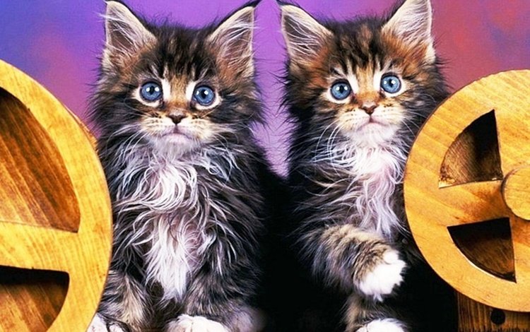 пушистые, котята, забавные, синие глаза, fluffy, kittens, funny, blue eyes
