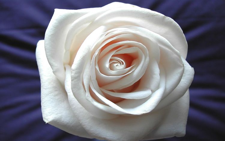 rose white background - красивый цветок девуш, rose white background - beautiful flower g