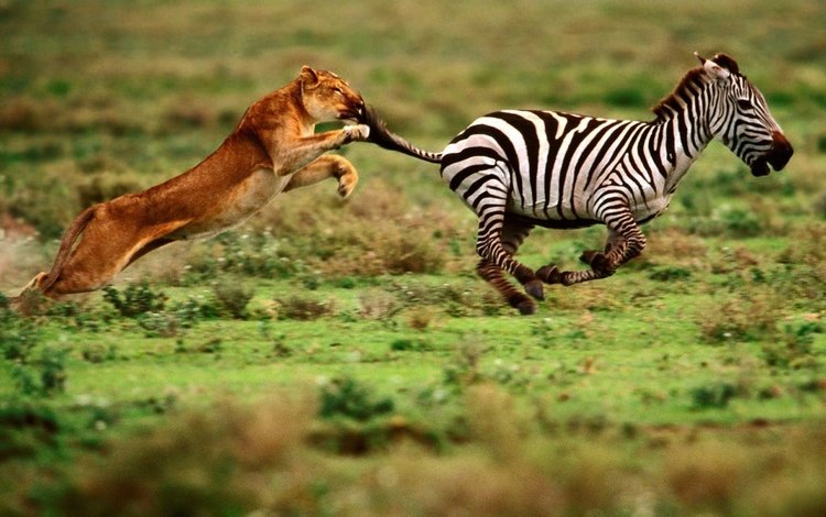 зебра, преследование, еда, скорость, хищник, мощь, охота, львица, ловкость, zebra, prosecution, food, speed, predator, power, hunting, lioness, dexterity