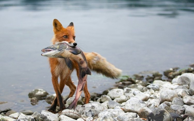 река, камни, лиса с пойманной, рыбой, river, stones, fox caught, fish