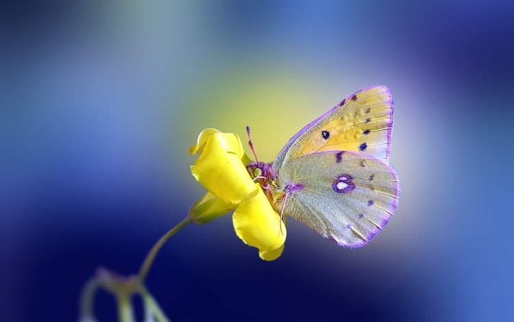 желтый, фон, цветок, бабочка, yellow, background, flower, butterfly