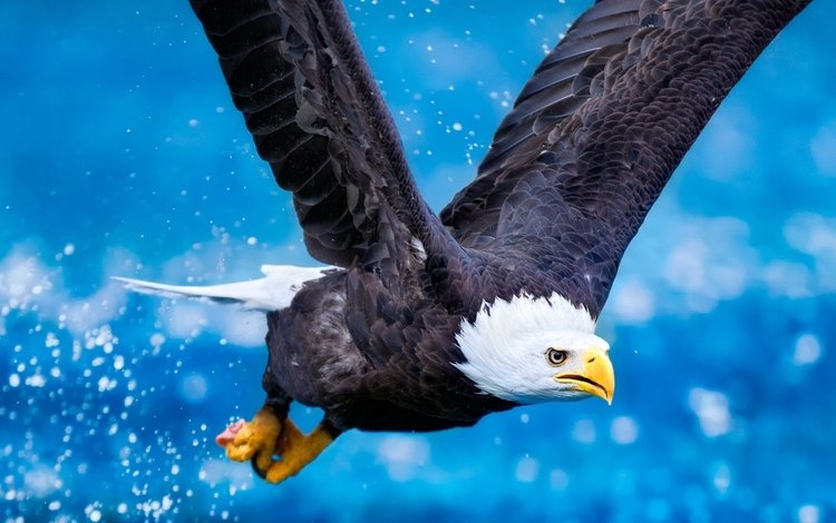 заставка орла в полете, screensaver eagle in flight