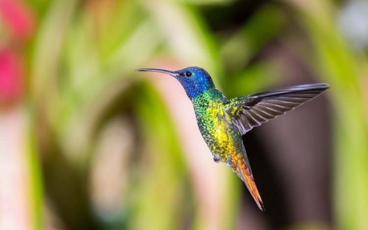 полет, птица, колибри, flight, bird, hummingbird