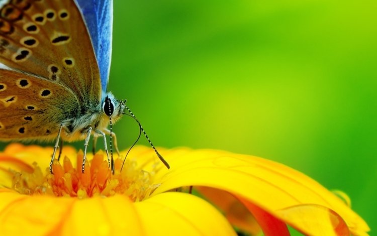 бабочка с интересным окрасом, butterfly with interesting markings
