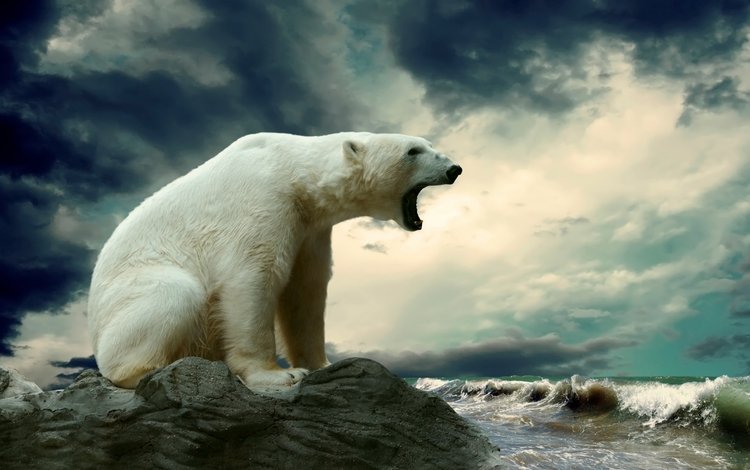 небо, вода, море, животные, полярный медведь, медведь, хищник, белый медведь, рычащий большой белый медведь, large snarling polar bear, the sky, water, sea, animals, polar bear, bear, predator