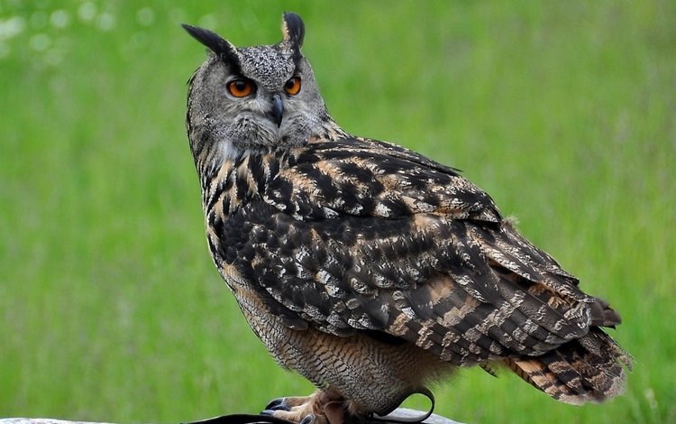 яркая фотография ручной совы, vivid picture of the owl manual