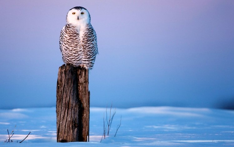 фото мудрой совы, photo by wise owl
