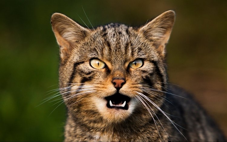 кот, мордочка, усы, кошка, взгляд, агрессивная полосатая кошка, cat, muzzle, mustache, look, aggressive tabby cat