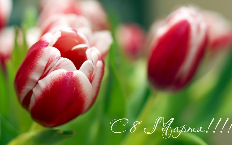 с 8 марта!!! тюльпаны на 8 марта, международный женский день, with march 8! tulips on march 8, international women's day