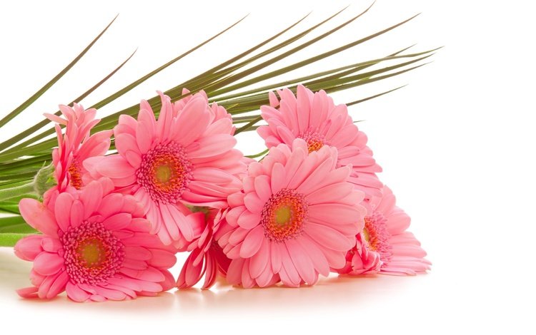 цветы, розовые, белый фон, герберы, гербера, flowers, pink, white background, gerbera