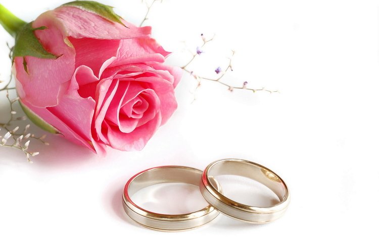 роза, кольца, свадьба, rose, ring, wedding