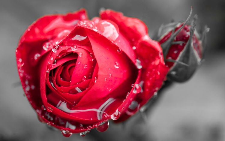 цветы, бутон, вода, красная роза, макро, цветочек, цветком, фон, цветок, роса, капли, роза, flowers, bud, water, red rose, macro, background, flower, rosa, drops, rose