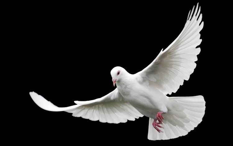 полет, крылья, белый, черный фон, голубь, flight, wings, white, black background, dove