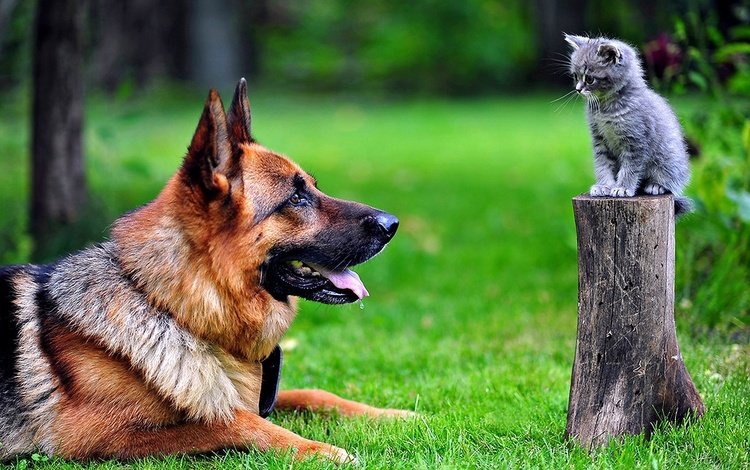 немецкая овчарка и кошка, german shepherd and cat