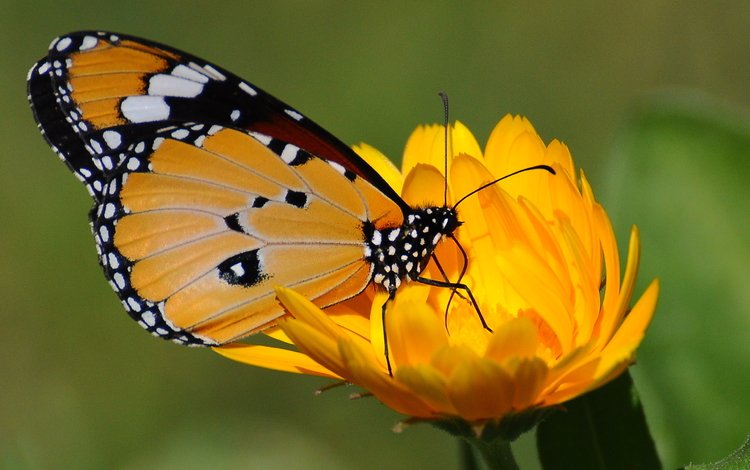Желтая бабочка на оранжевых стеблях бесплатно