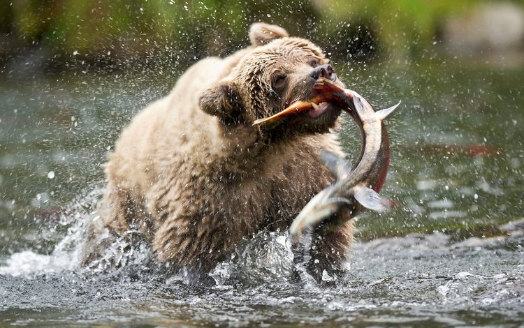 медведь, сша, аляска, бурый медведь, русская река, bear, usa, alaska, brown bear, russian river