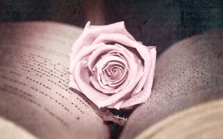 цветок, роза, обработка, розовая, книга, страницы, flower, rose, treatment, pink, book, page
