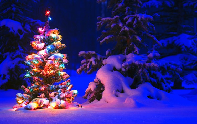 снег, природа, елка, зима, красиво, snow, nature, tree, winter, beautiful