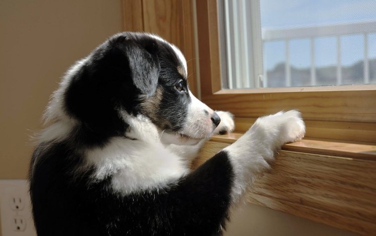 собака, щенок, окно, друг, dog, puppy, window, each